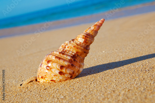 Shell on the Beach