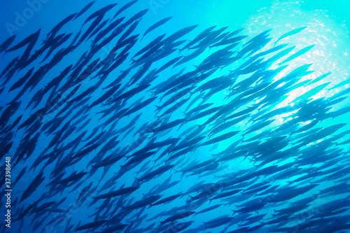 School of Fish, Underwater