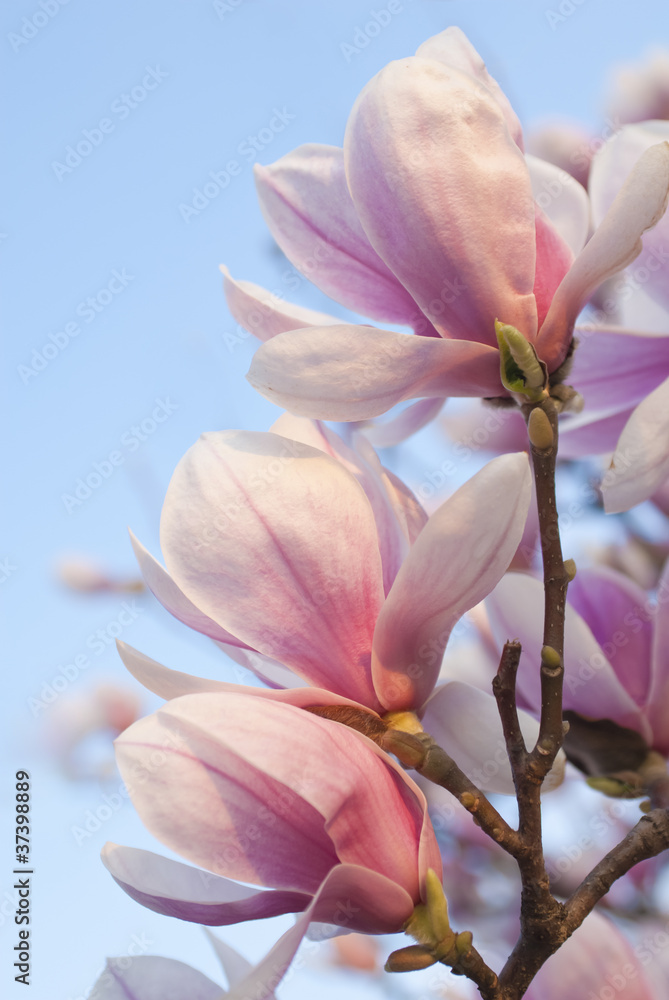Fototapeta premium magnolia flowers on clear blue sky