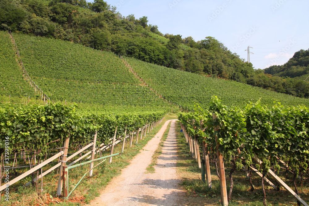 Italy vineyard - Trentino province