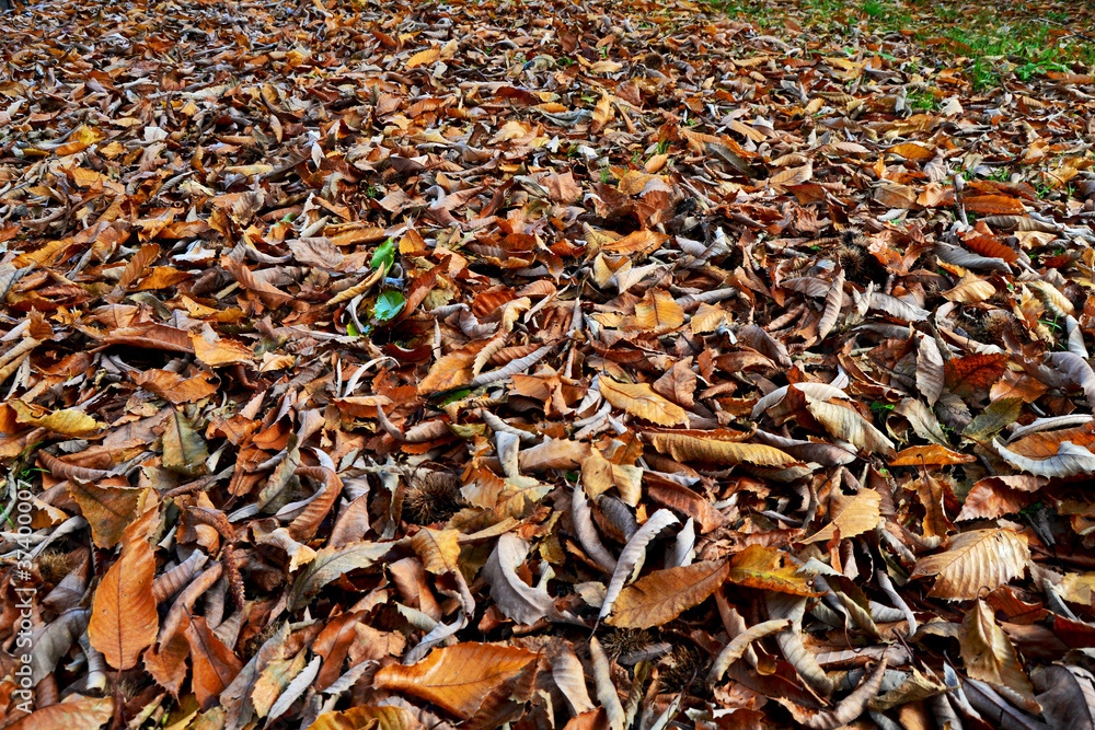 Autumn Leaves Autumn Leaves