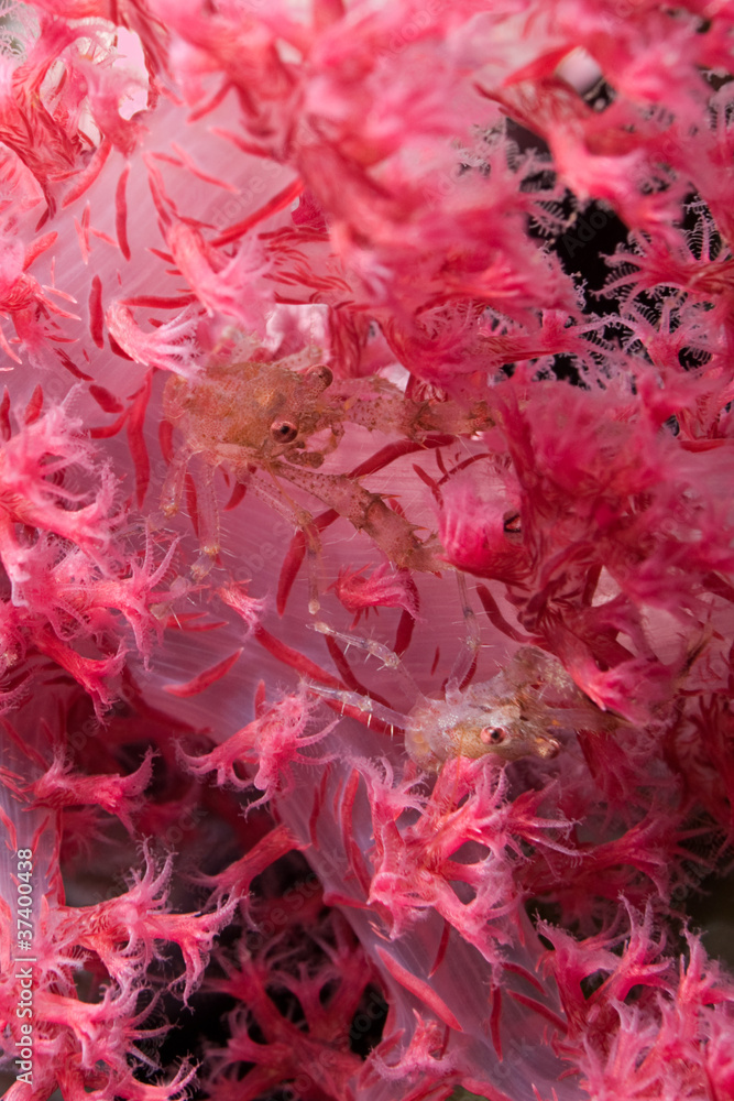 Two Crabs in Soft Coral