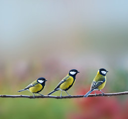 Crédence de cuisine Oiseaux three titmouses birds  © Vera Kuttelvaserova