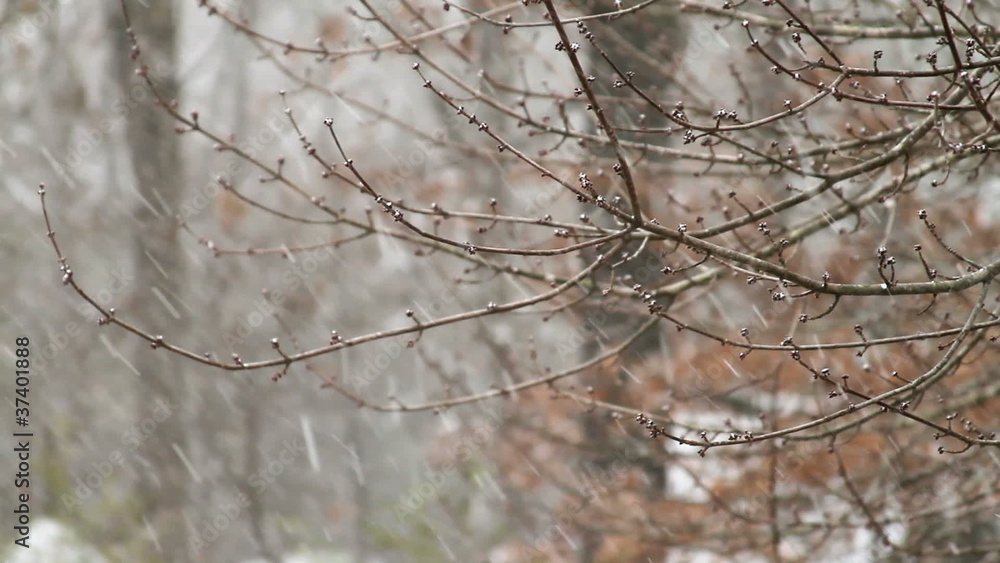 Snow Falling on Tree Branches3
