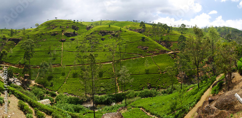 Tea plantation