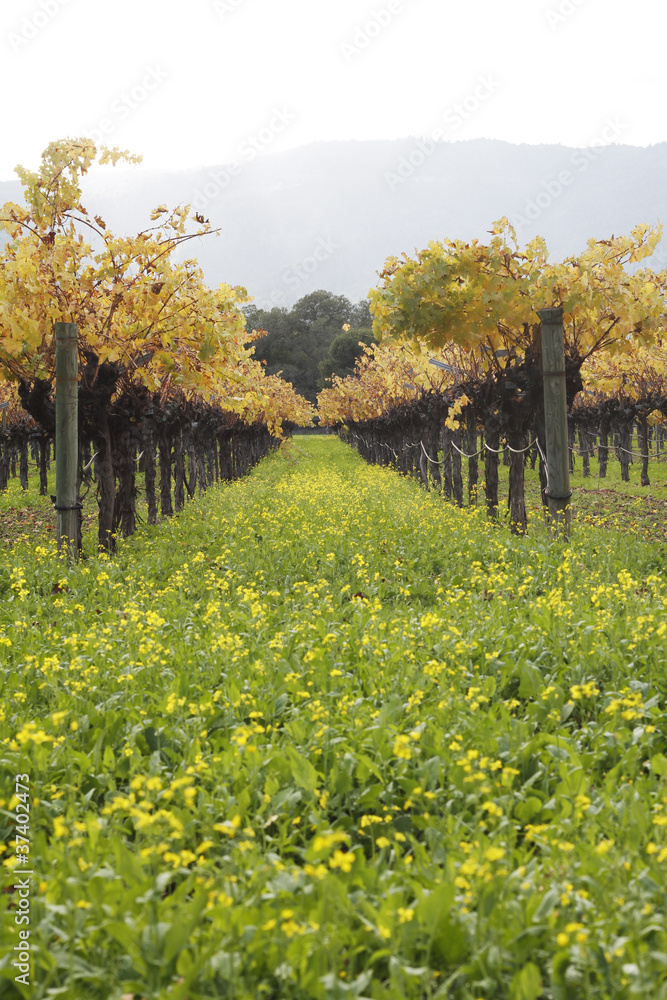 Fototapeta premium Napa Valley Vineyard