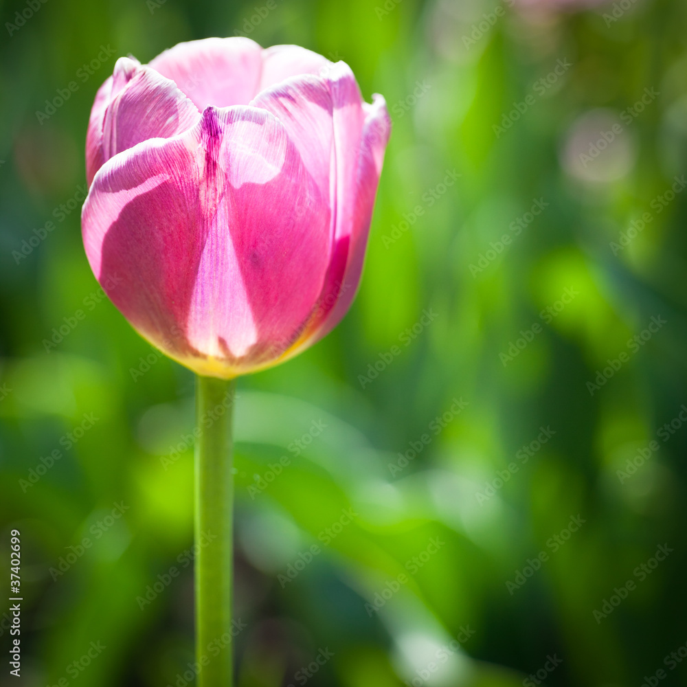 Beautiful blossoming tulip flowers in the spring sunshine Beautiful blossoming tulip flowers in the spring sunshine