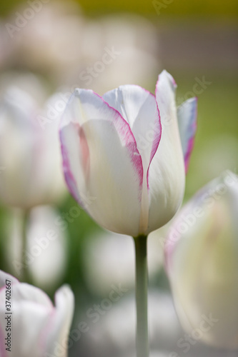 Beautiful blossoming tulip flowers in the spring sunshine