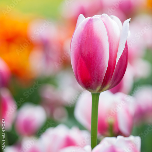 Beautiful blossoming tulip flowers in the spring sunshine