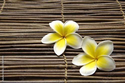 Set of frangipani flower on bamboo mat