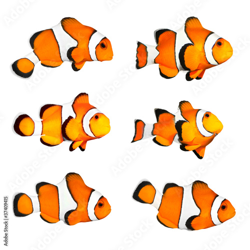 Photo Great collection of a tropical reef fish - Clown fish.
