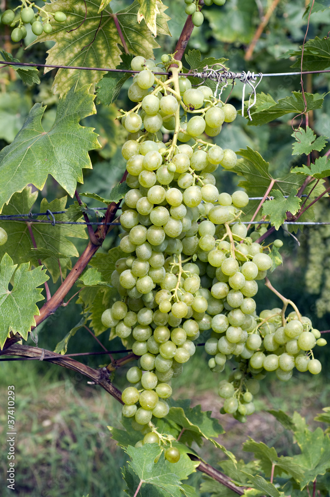 Gloria Hungariae, Weisse Weintrauben Gloria Hungariae, Weisse Weintrauben