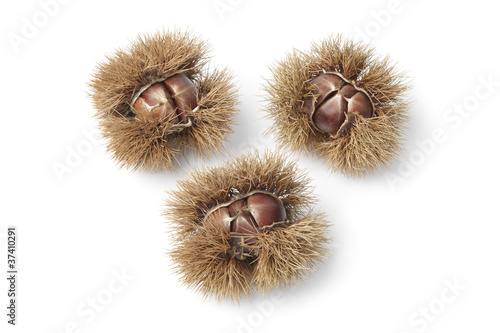Sweet chestnuts