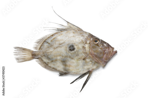 Photography Fresh John Dory fish