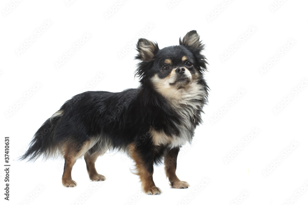 chihuahua plus petit chien du monde chihuahua plus petit chien du monde
