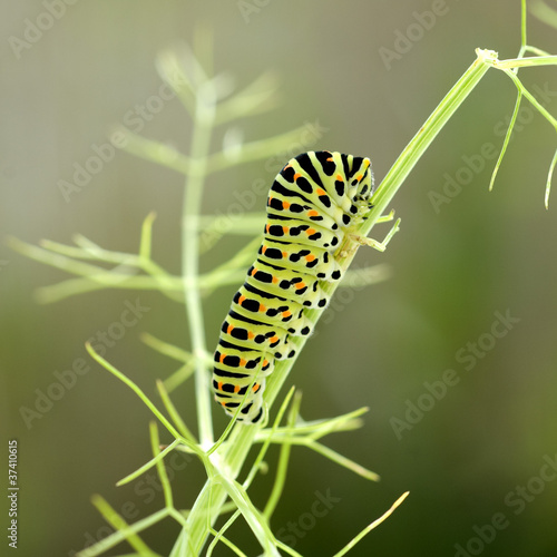 Raupe, Schwalbenschwanz, Papilio machaon photo
