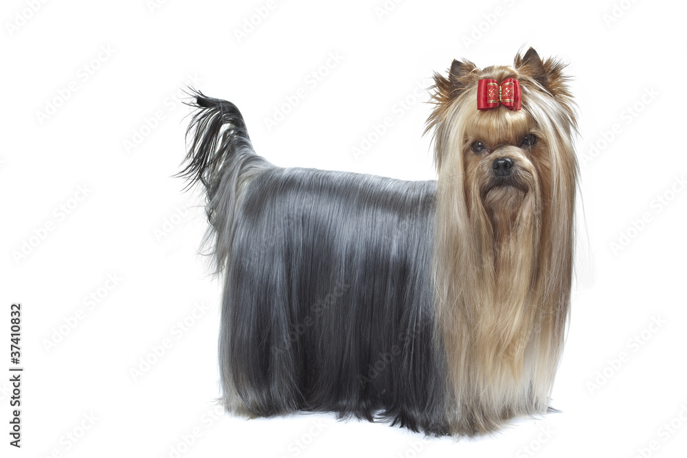 Naklejka premium terrier du yorkshire debout de profil en studio