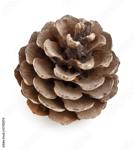 pinecone on white isolated background