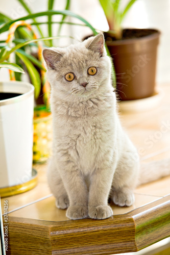Fototapeta Naklejka Na Ścianę i Meble -  British Shorthair kitty