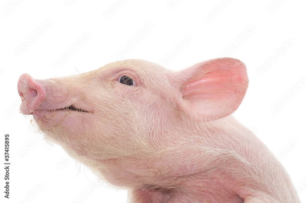 Portrait of a pig