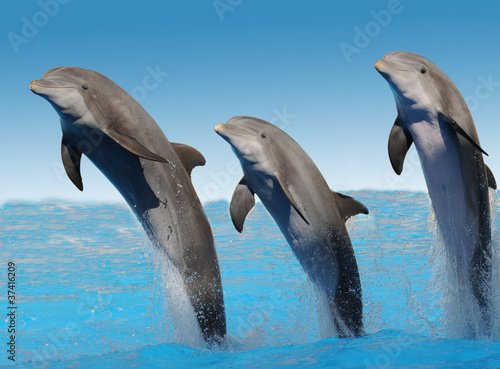 Delfine Freigestellt