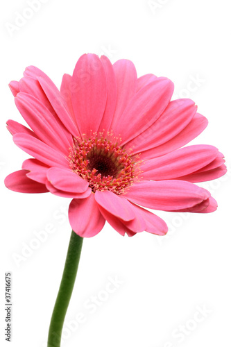 gerbera