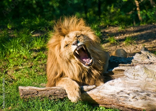 Angola lion roars (Panthera leo bleyenbergi)