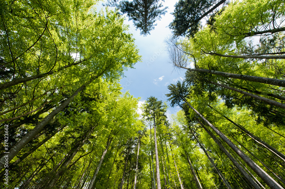 Fototapeta premium colorful spring forest