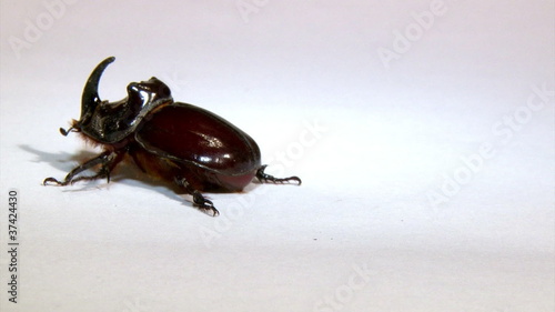 Rhinoceros beetle, isolated on white background photo