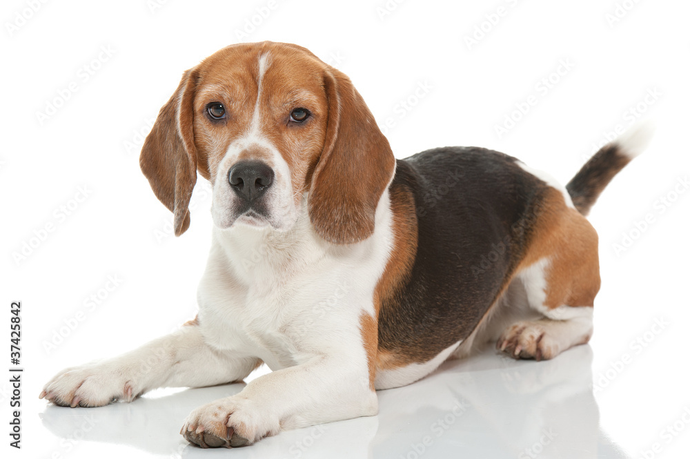 beagle dog