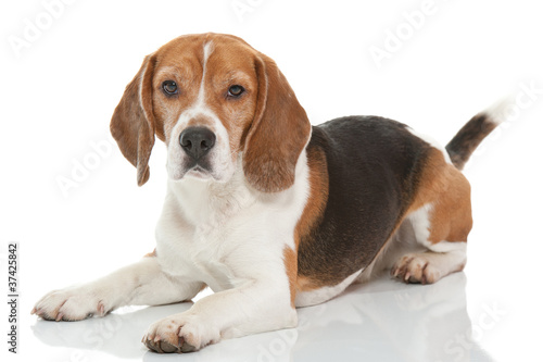 beagle dog