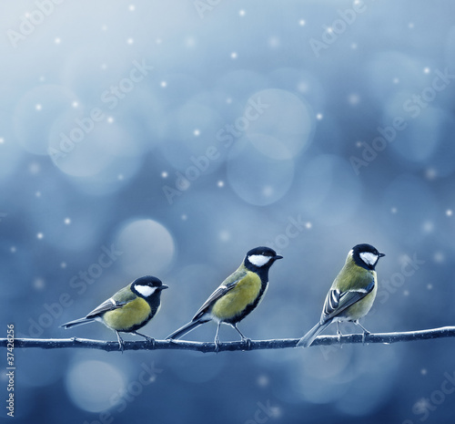 Naklejka trzy ptaki titmouse w zimie