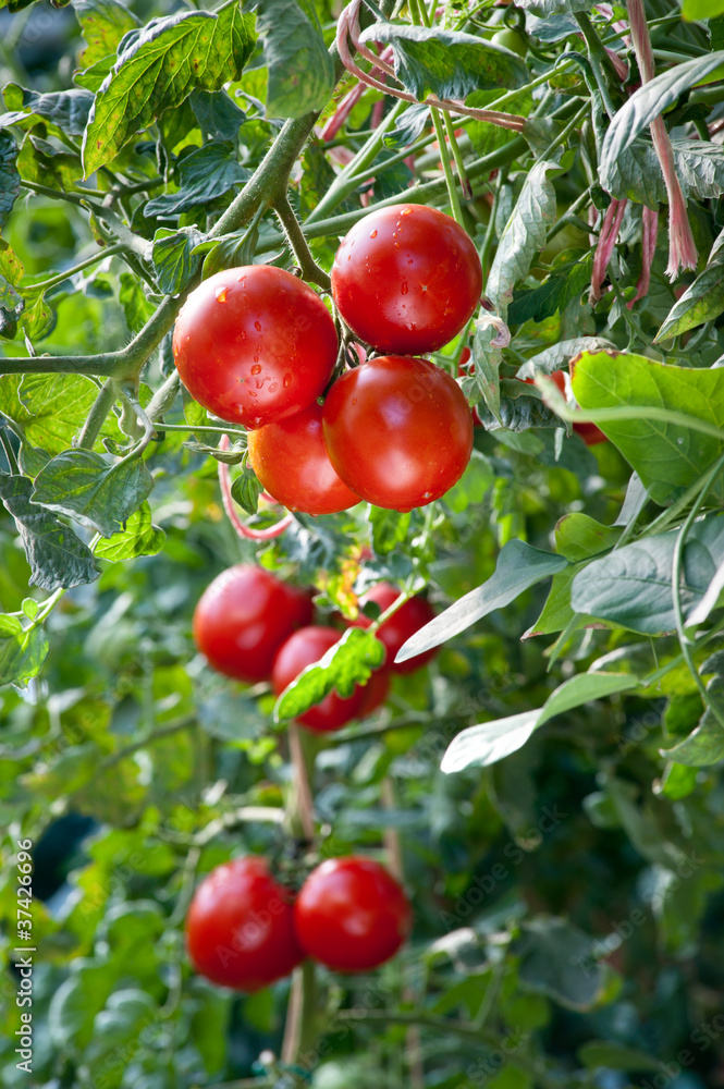 Obraz premium Growing ripe Tomatoes