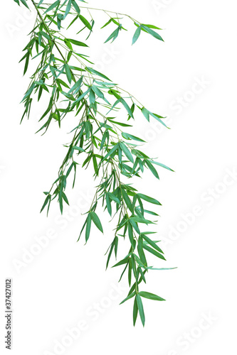 Bamboo Branches