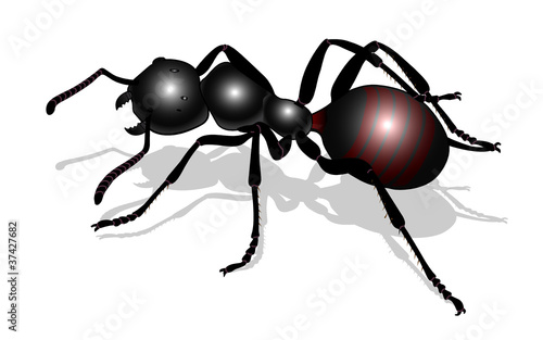 bug - forest ants isolated on white background , vector
