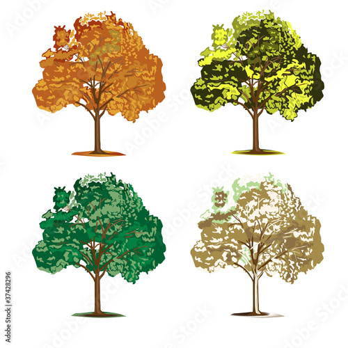 set of four seasonal trees isolated on white background, vector