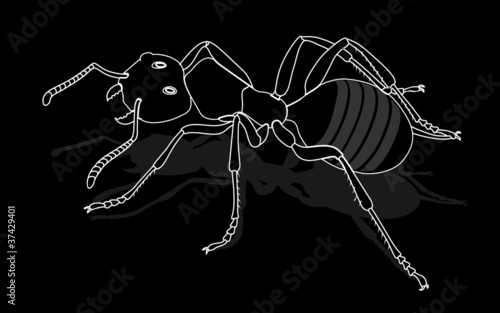 bug - forest ants isolated on white background , vector
