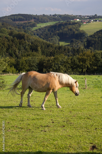 Pferd © neondream