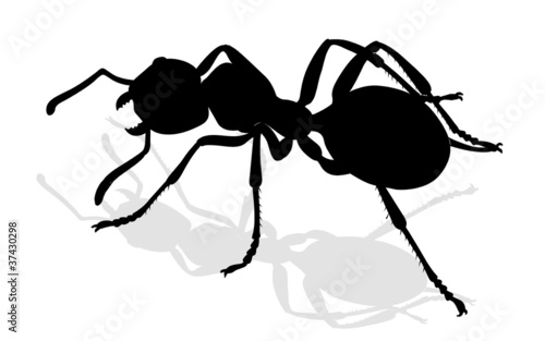 bug - forest ants isolated on white background , vector