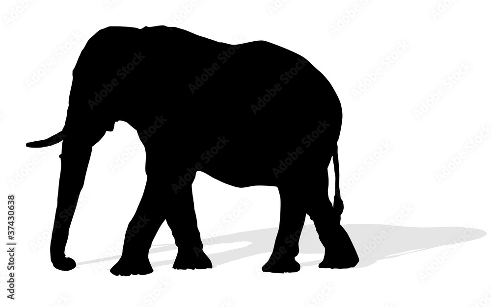 animal - elephant, vector animal - elephant, vector