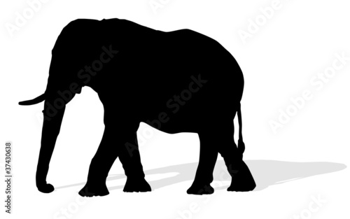 animal - elephant, vector