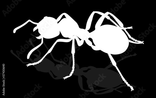bug - forest ants isolated on white background , vector