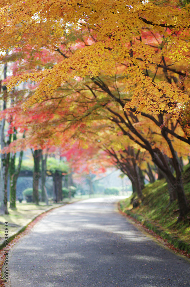 姫路城　姫山公園の紅葉