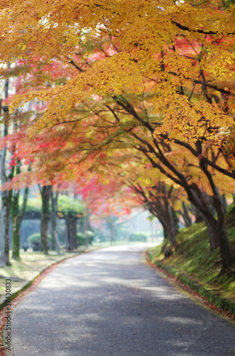 姫路城 姫山公園の紅葉