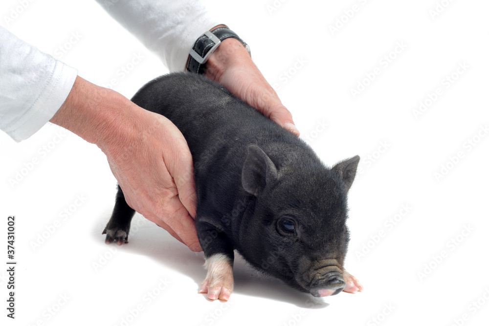 Bebe Cochon Nain Chez Le Veterinaire Stock Photo Adobe Stock