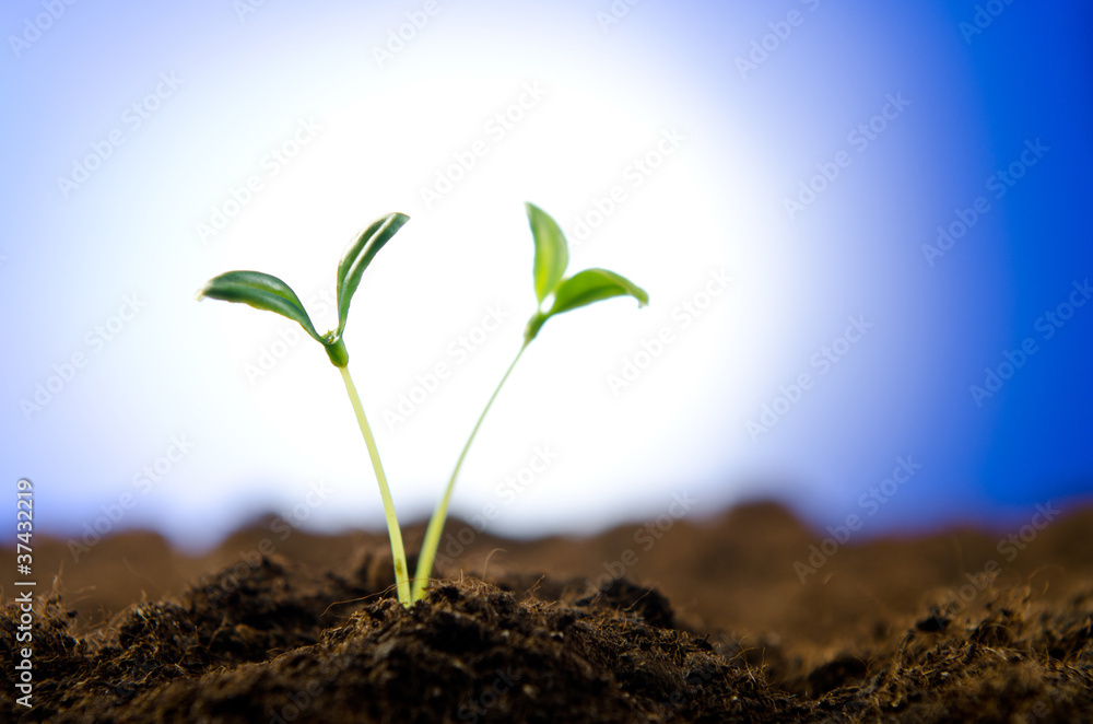 Green seedlings in new life concept Green seedlings in new life concept