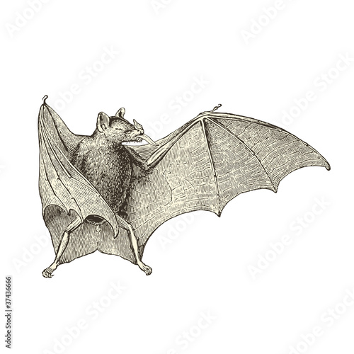 Chauve-souris