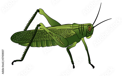 bug - cricket isolated on white background , vector