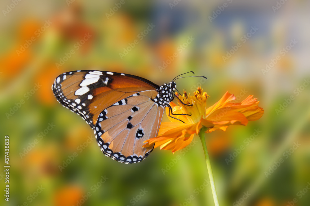 Obraz premium Butterfly flowers.
