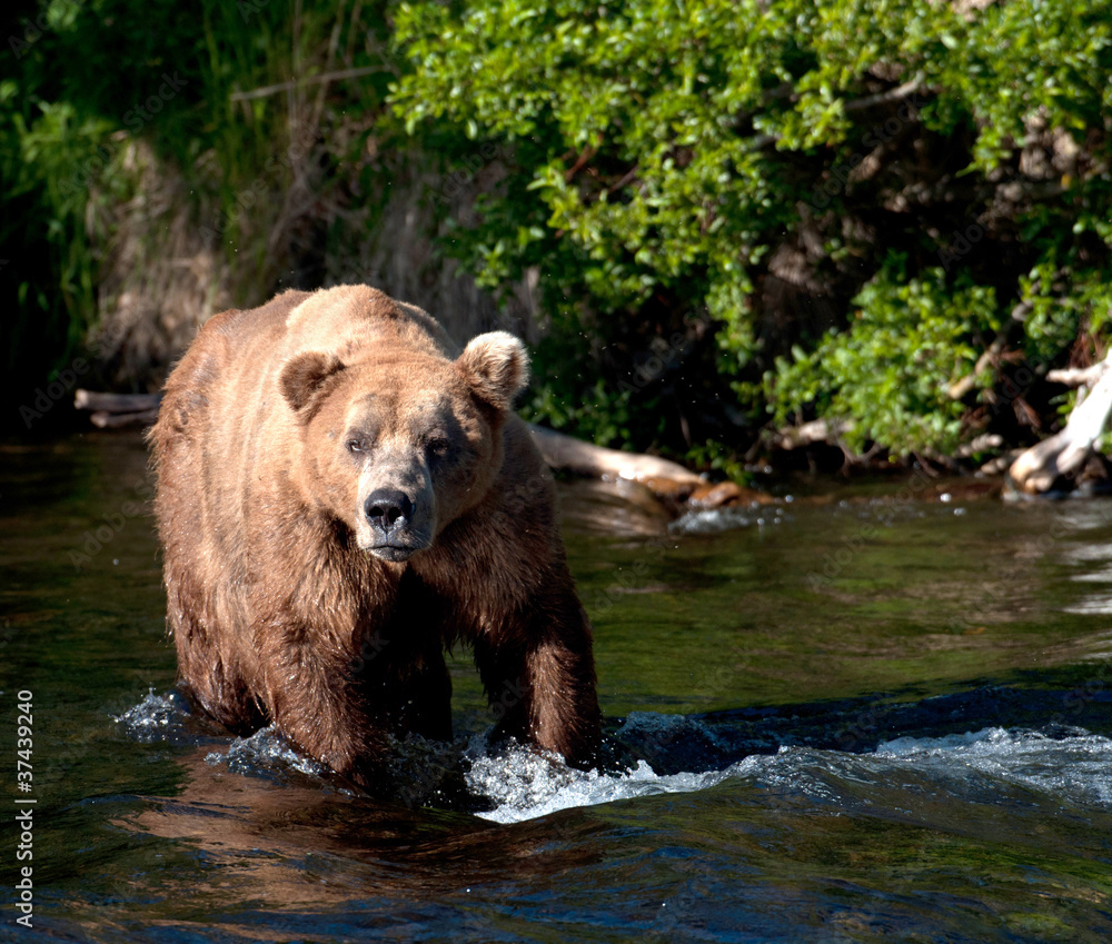 Alaskan brown bear walking through water Alaskan brown bear walking through water